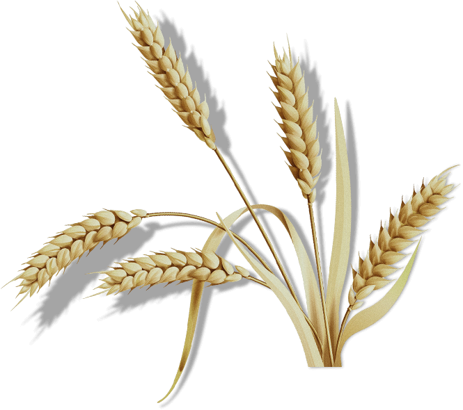 Organic cosmetics slider item 1