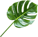 Organic cosmetics slider item 2